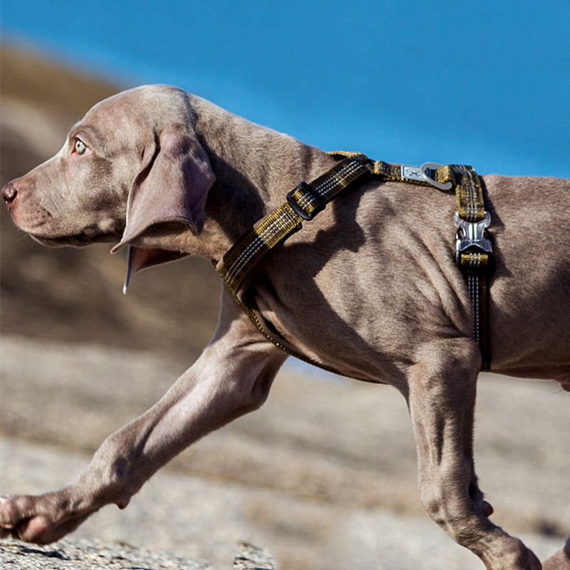 TRUELOVE Pet Harness Vest Ches - Reflective Running Jacket ulasan dan harga
